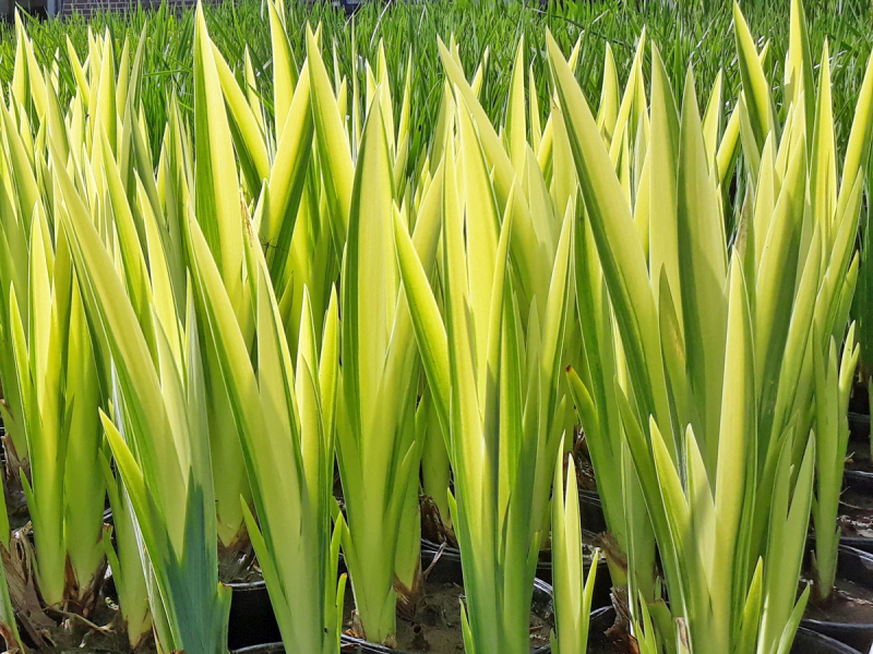 Schwertlilie gelb buntlaubig - Iris pseudacorus variegata